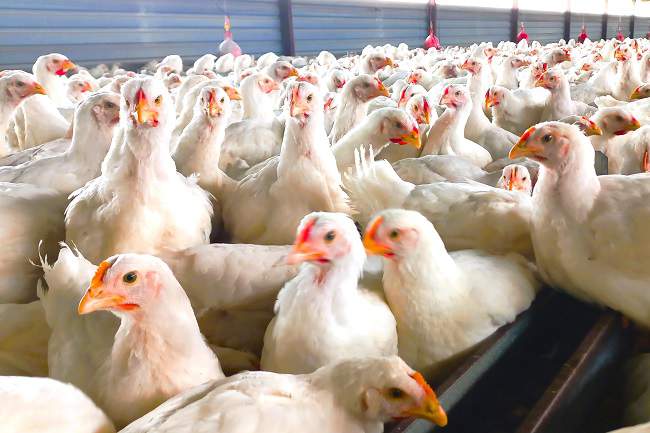 SA Bans Chickens From Brazil