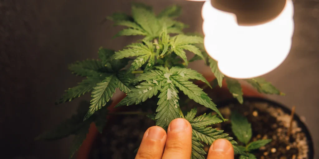 New Course Powers Cannabis Boom