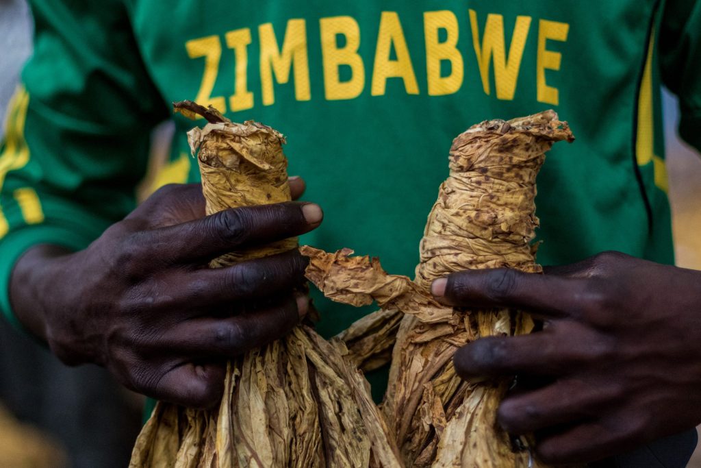 Zimbabwe Tobacco Exports Increase as Asia Pays Premium Prices