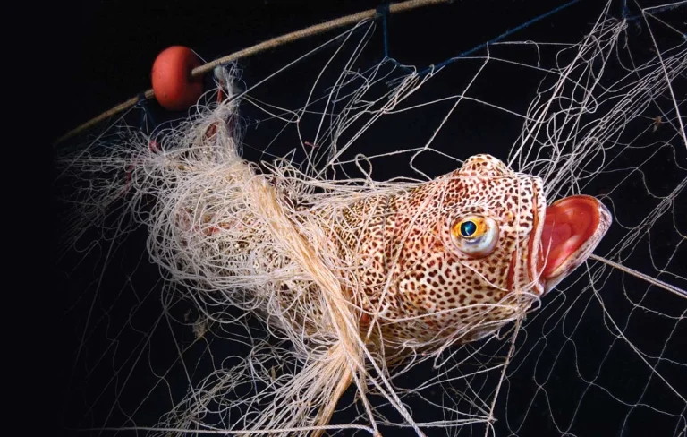 South Africa’s New Weapon Against Illegal Fishing